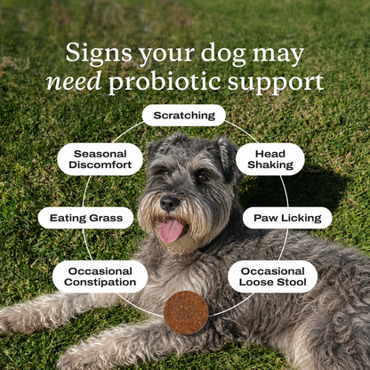 Probiotic Chews