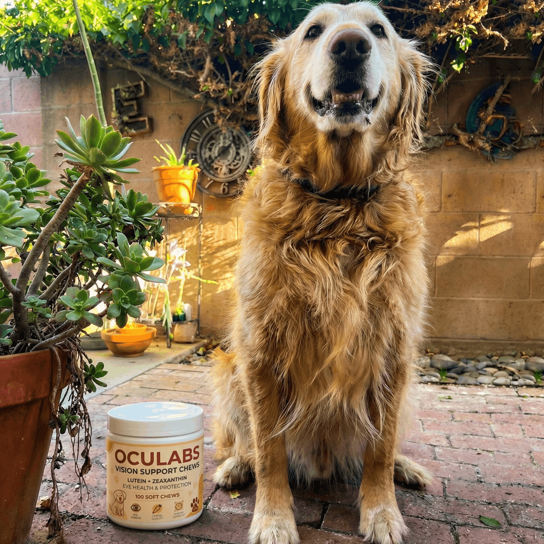 Golden retriever sitting in a backyard next to OCULABS Vision Support Chews jar, featured on OCUPETLABS Vision Support Chews page