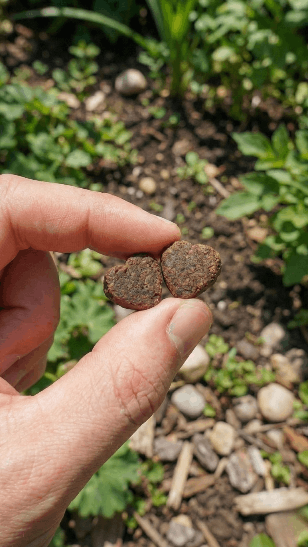 VISION SUPPORT CHEWS