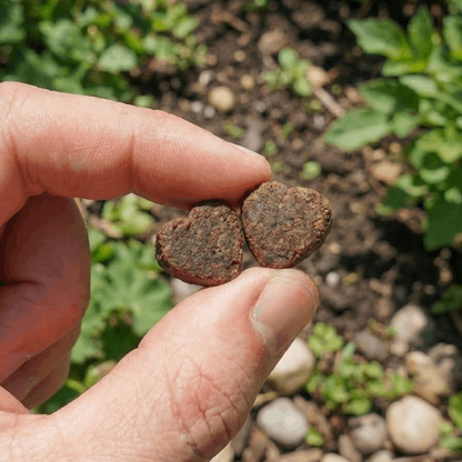 hand holding ocupetlabs vision chews with a garden as the background
