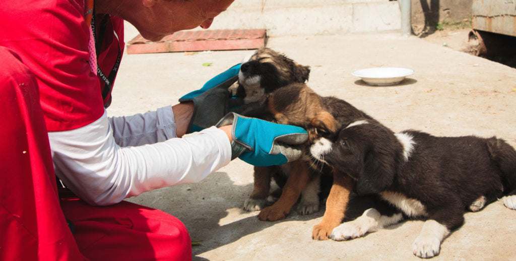 Dog image for OcuLabs Vision Fund donation