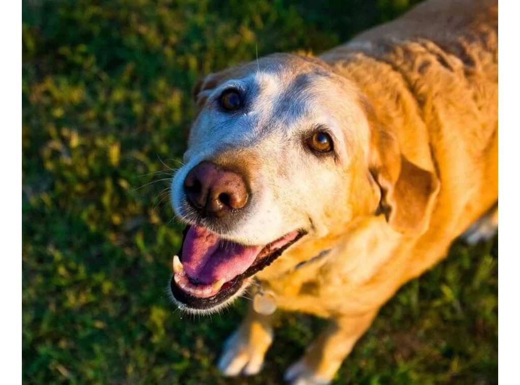 Trustworthy OCUPETLABS pet owner bonding with a loyal dog showing generous care and compassion