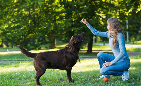 Woman rewarding a dog with a Vision Chew during training in a park, featured on OCUPETLABS Vision Support Chews page