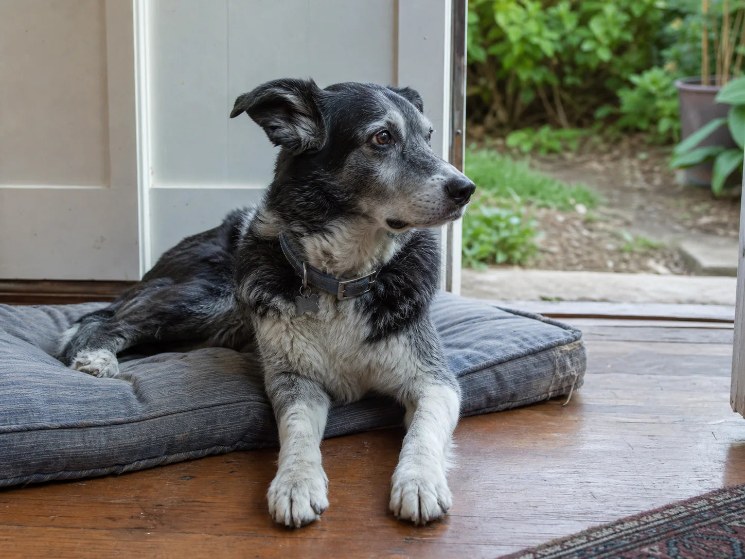 A senior Border Collie mix resting beside an open back door