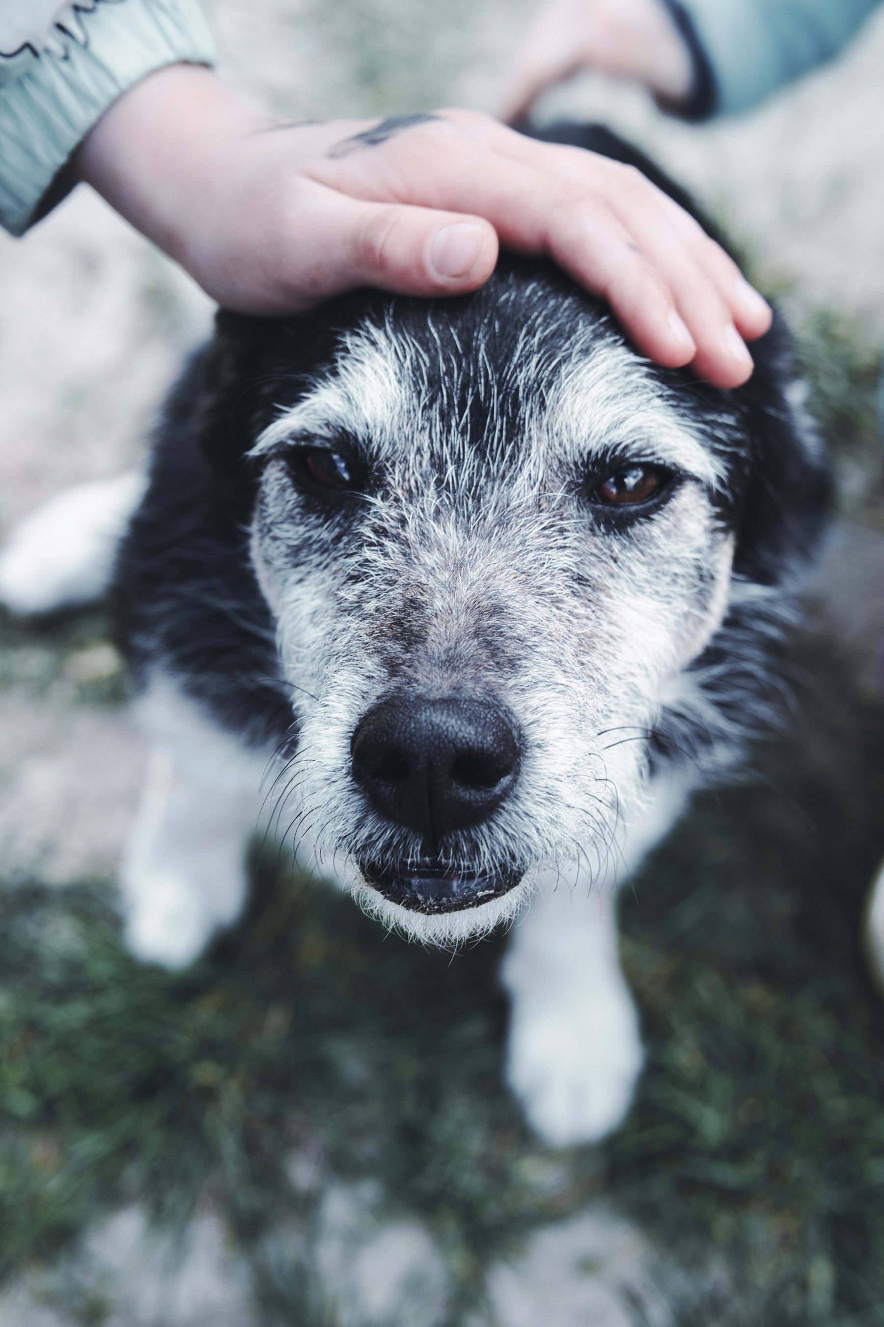 A gentle hand resting on the head of a senior dog
