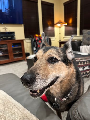 Happy senior dog at home, featured on OCUPETLABS Vision Support Chews page